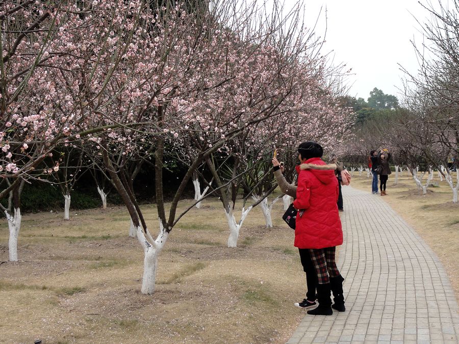 萝岗香雪 摄影 快乐之斿