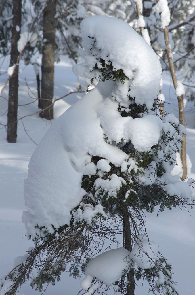 雪乡行18 摄影 寒心