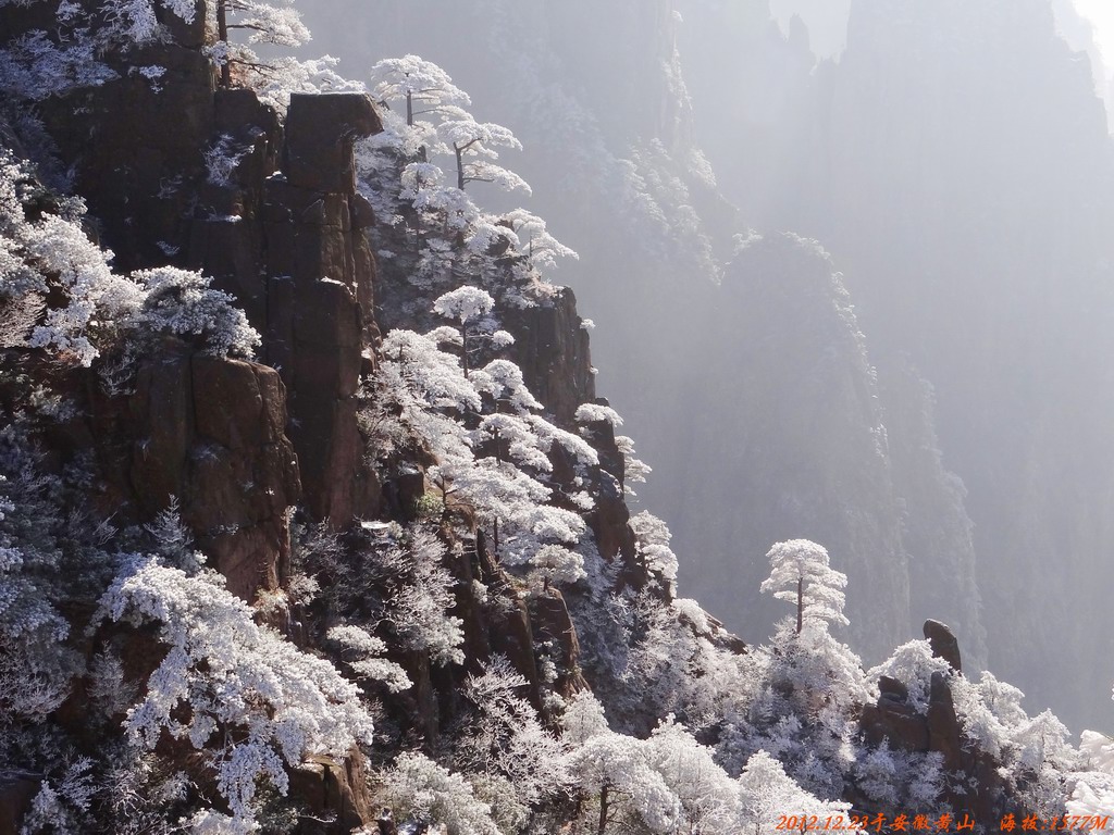 雪松 摄影 okok