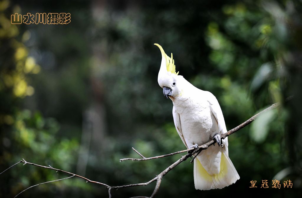 鹦鹉 摄影 山水川