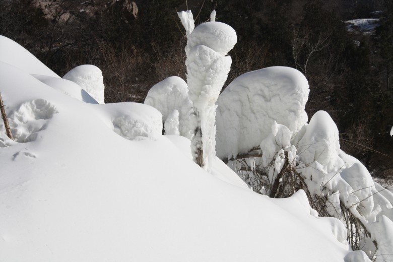 雪精灵 摄影 飞舞的凤