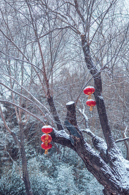 雪打灯 摄影 清塘掠影