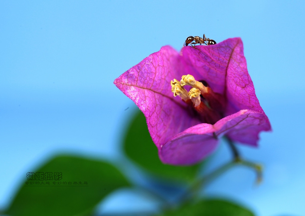 花卉【请点击看大图】 摄影 玄9.