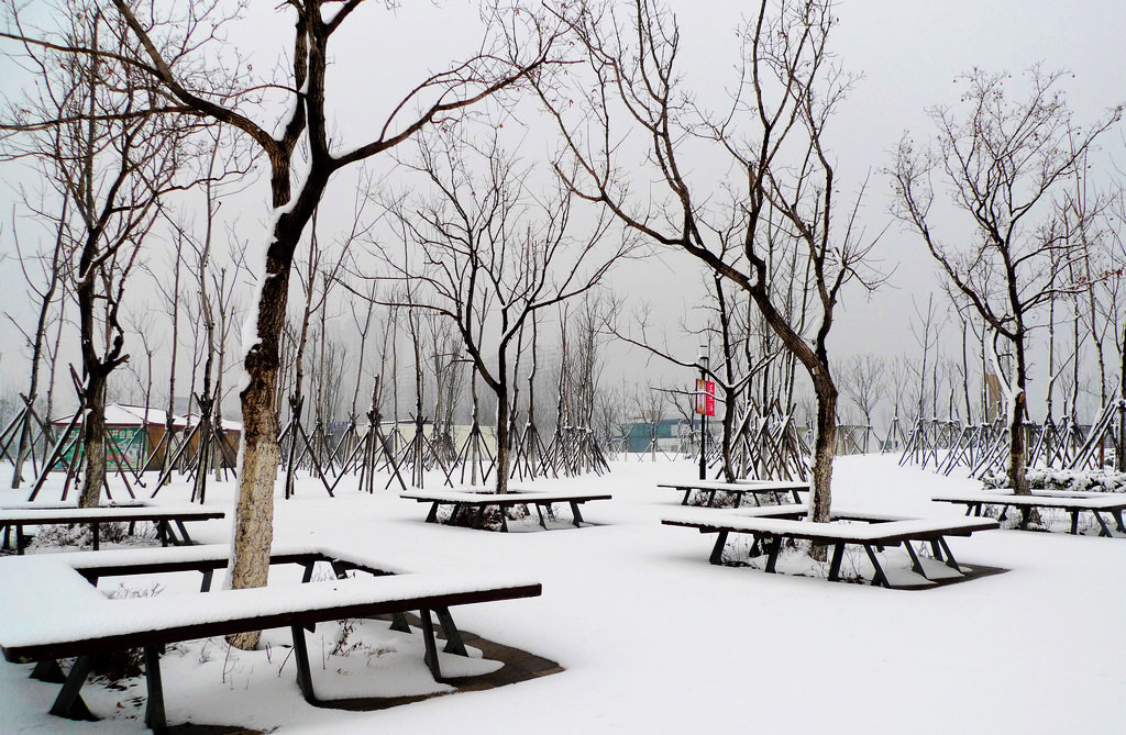 迎春雪 摄影 bzwyc