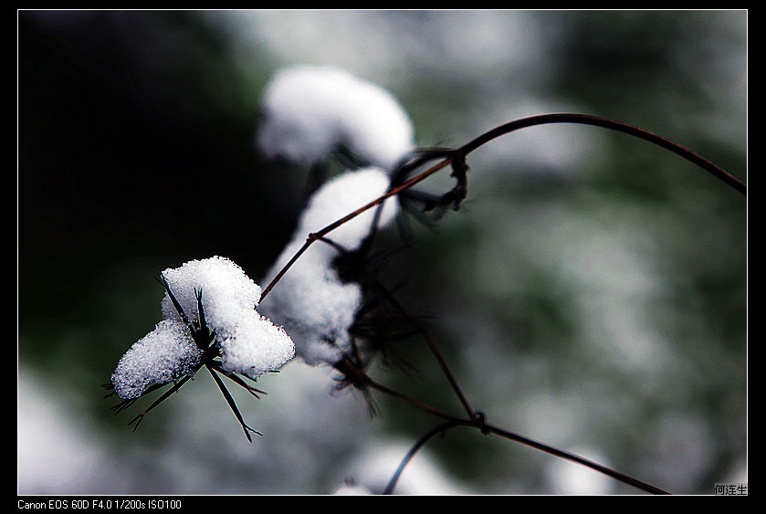 雪梅开至苦寒来 摄影 hsil