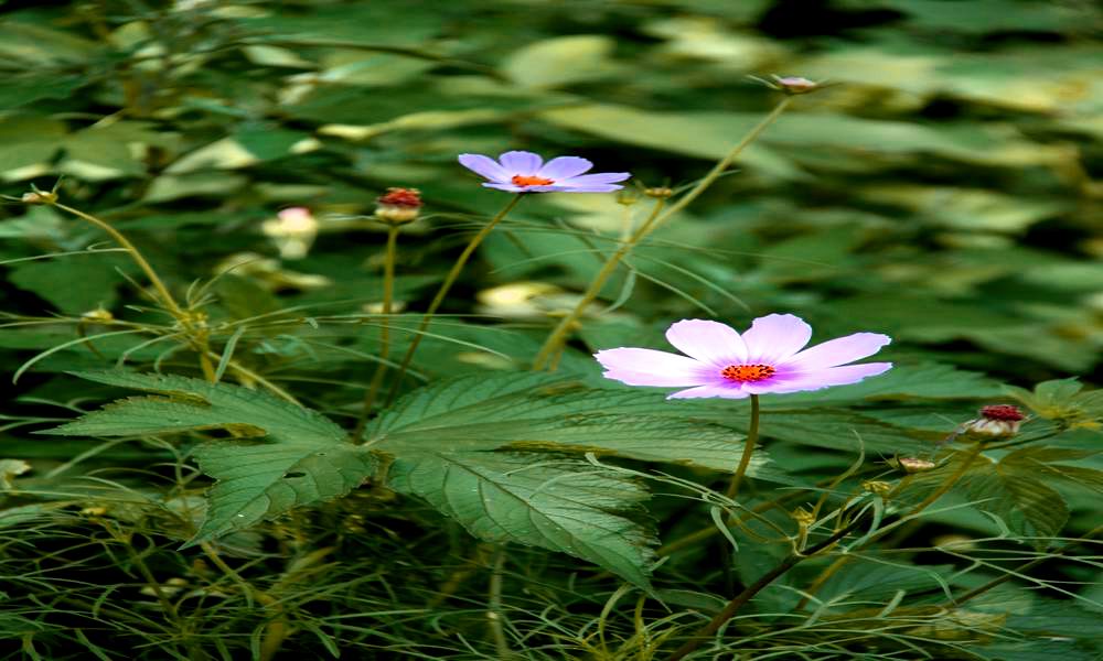 ＜ 路 边 小 花 ＞ 摄影 寒门学子