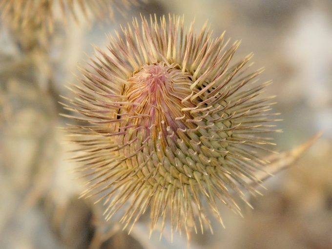 花蕾 摄影 溪旁老树