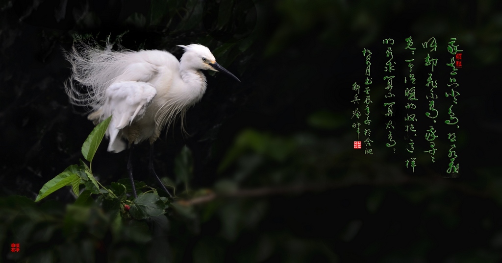 我是一只小小鸟 摄影 松泉月