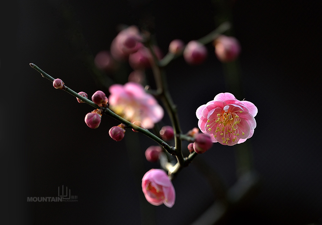 梅花迎春 摄影 山山溪流