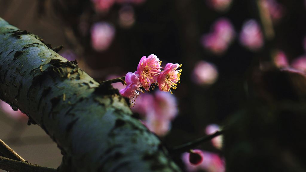 桃花 摄影 王阿愚