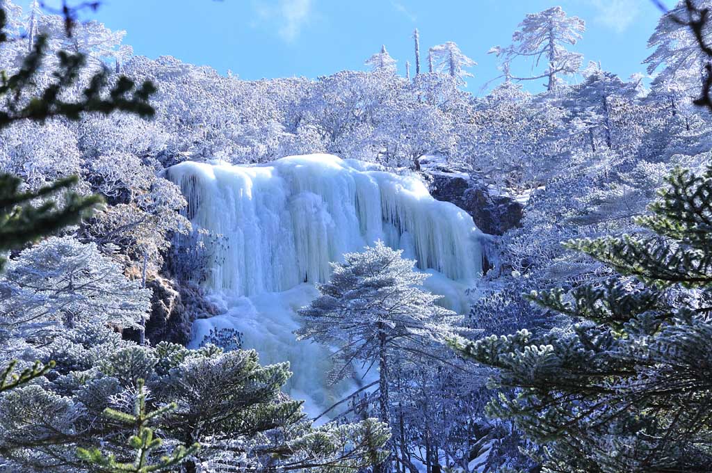 轿子雪山冰瀑、雾松 摄影 sy217