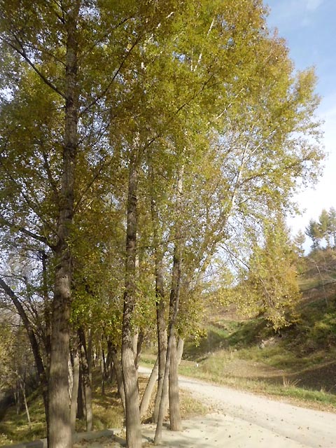 路上的风景 摄影 紫色女人