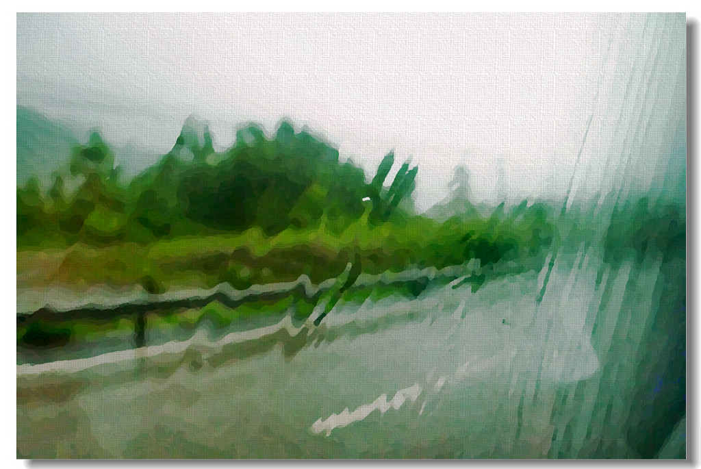 雨中 摄影 叶飘四季