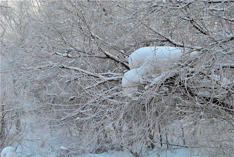 雪凇 摄影 chuntongle