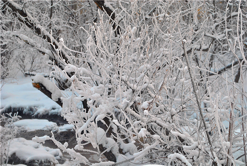 雪压枝头 摄影 chuntongle