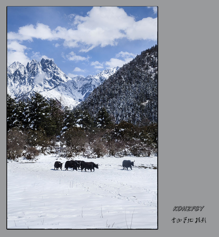 雪野  牦牛 摄影 雪山草地