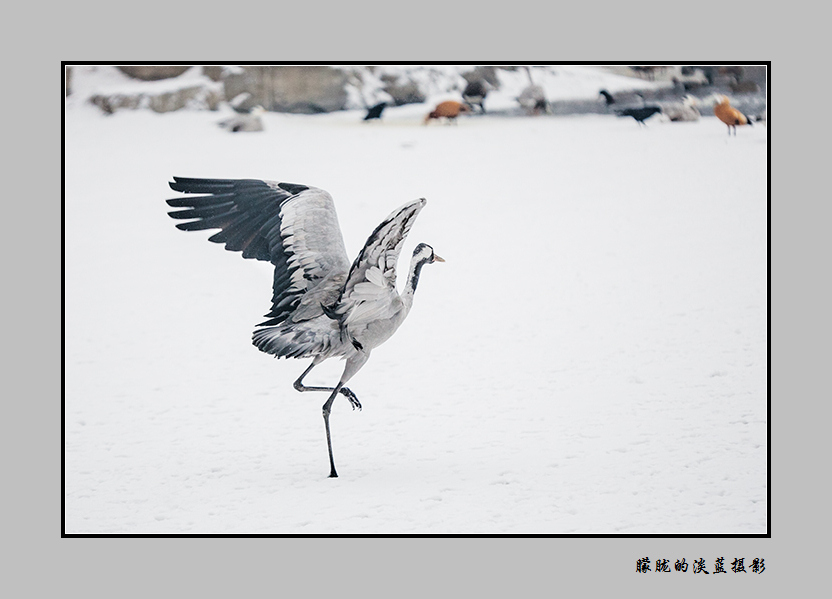 在雪中飞舞~ 摄影 朦胧的淡蓝