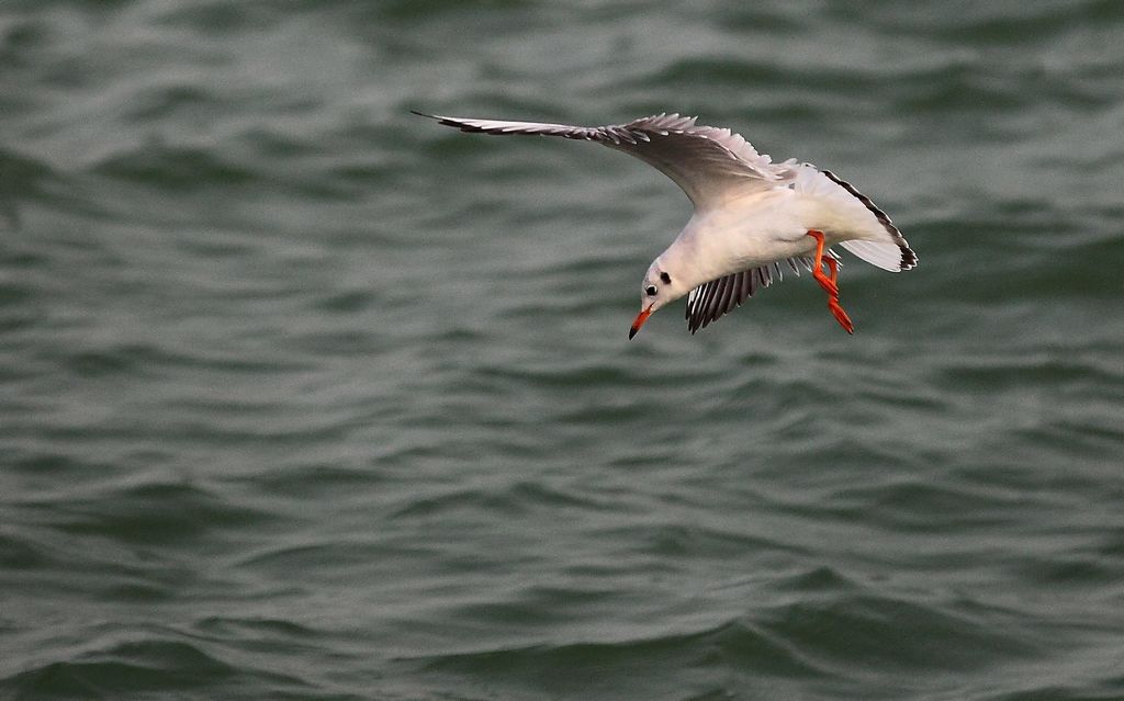 《搏击浪花好风流》3——点击放大 摄影 残月晓风