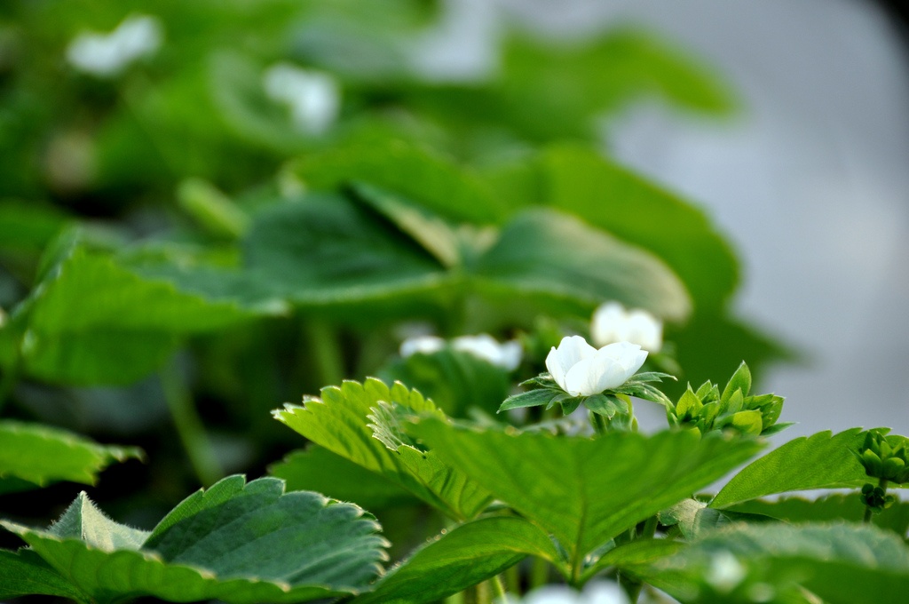 众星捧月 摄影 秋雨