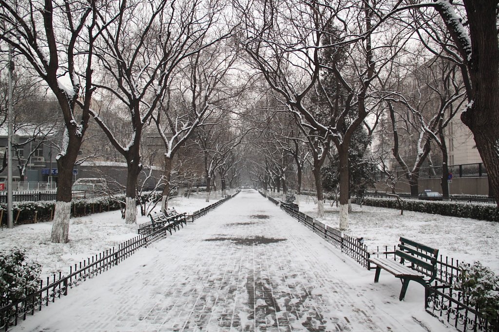 雪中正义路 摄影 老倔头