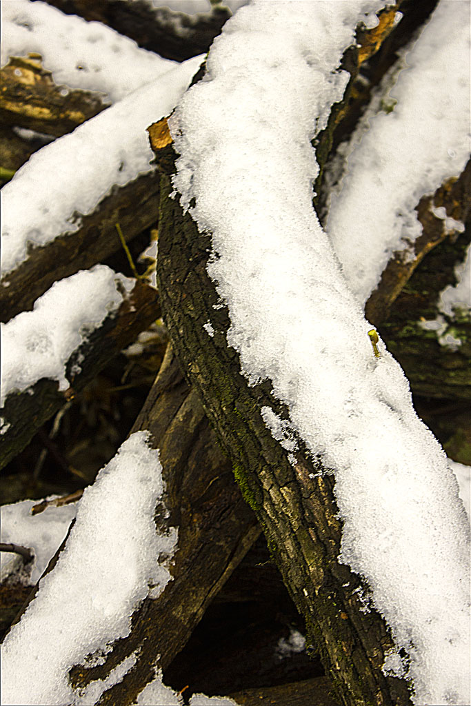 瑞雪 摄影 三水树