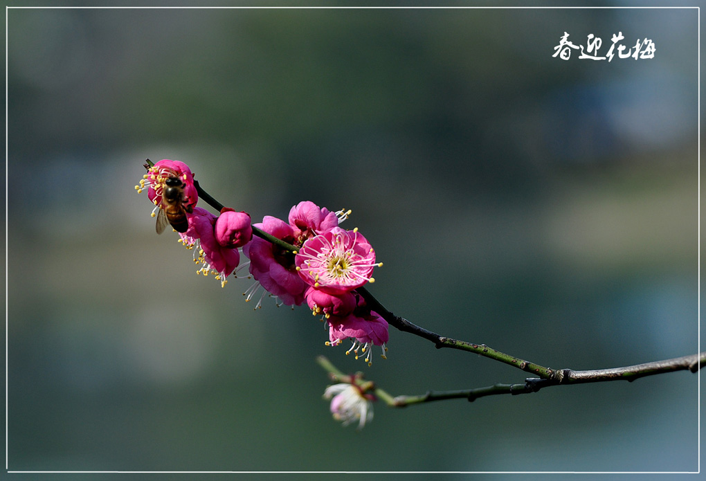 红梅迎春一 摄影 江岸孤峰