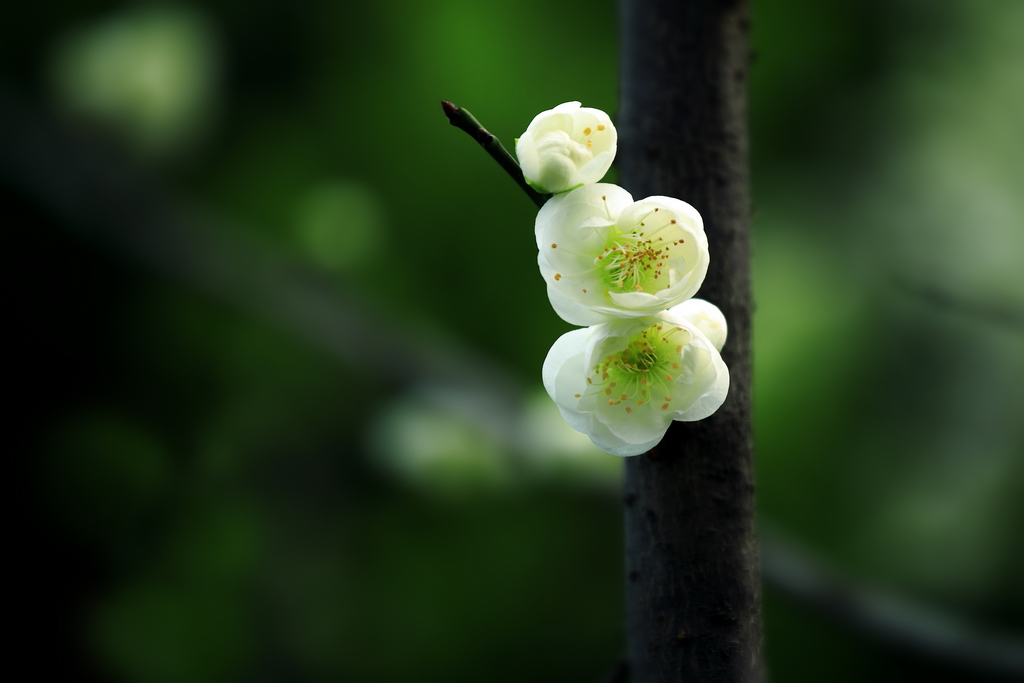 梅花三弄 摄影 风轻云淡