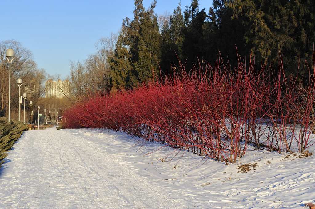 艳雪 摄影 善舍