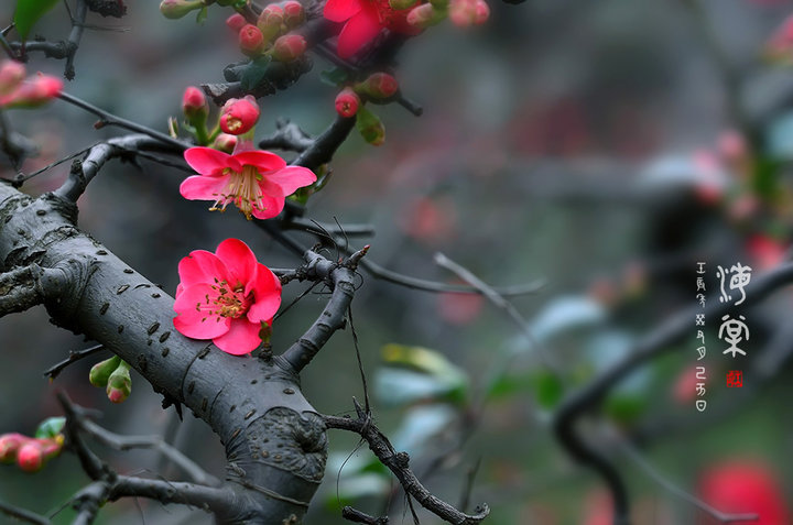 新年の《海棠》b 摄影 彩色鼠标