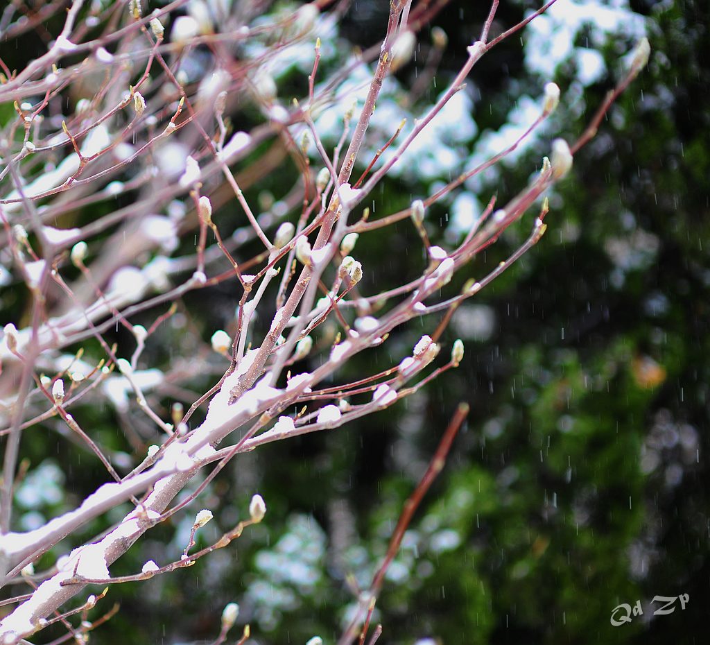 青岛迎春的飞雪 摄影 qdzp