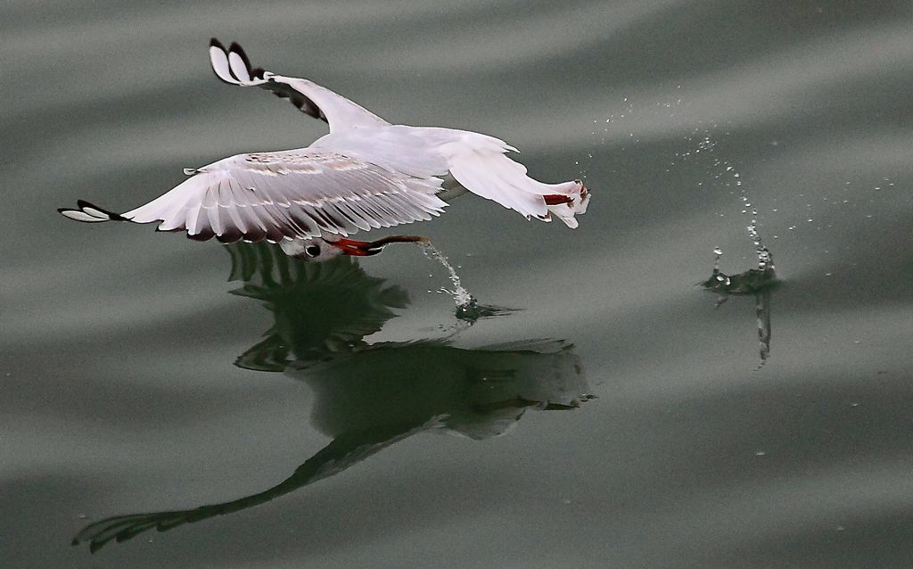 《海鸥捕泥鳅》——点击放大 摄影 残月晓风