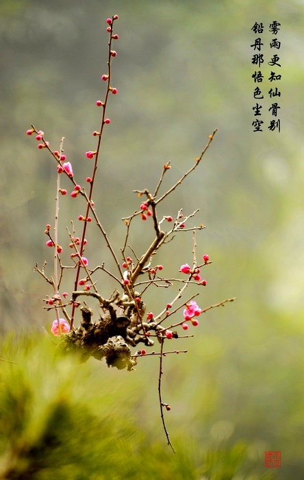 雾里赏梅 摄影 南岸居士