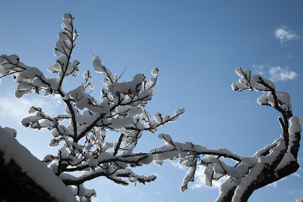 春雪颤枝头 摄影 风了尘