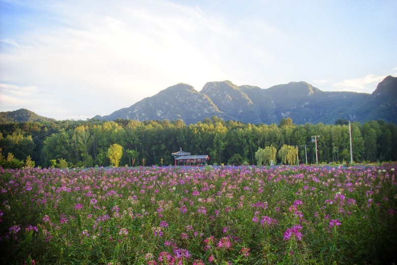 山乡花色 摄影 康雪儿