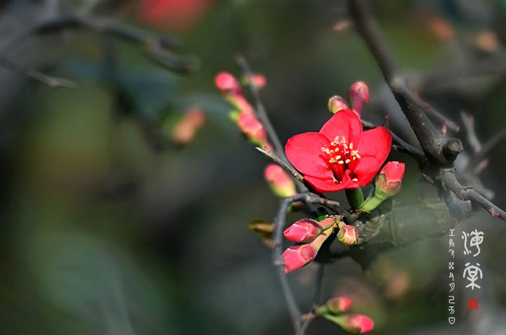 新年の《海棠》c 摄影 彩色鼠标