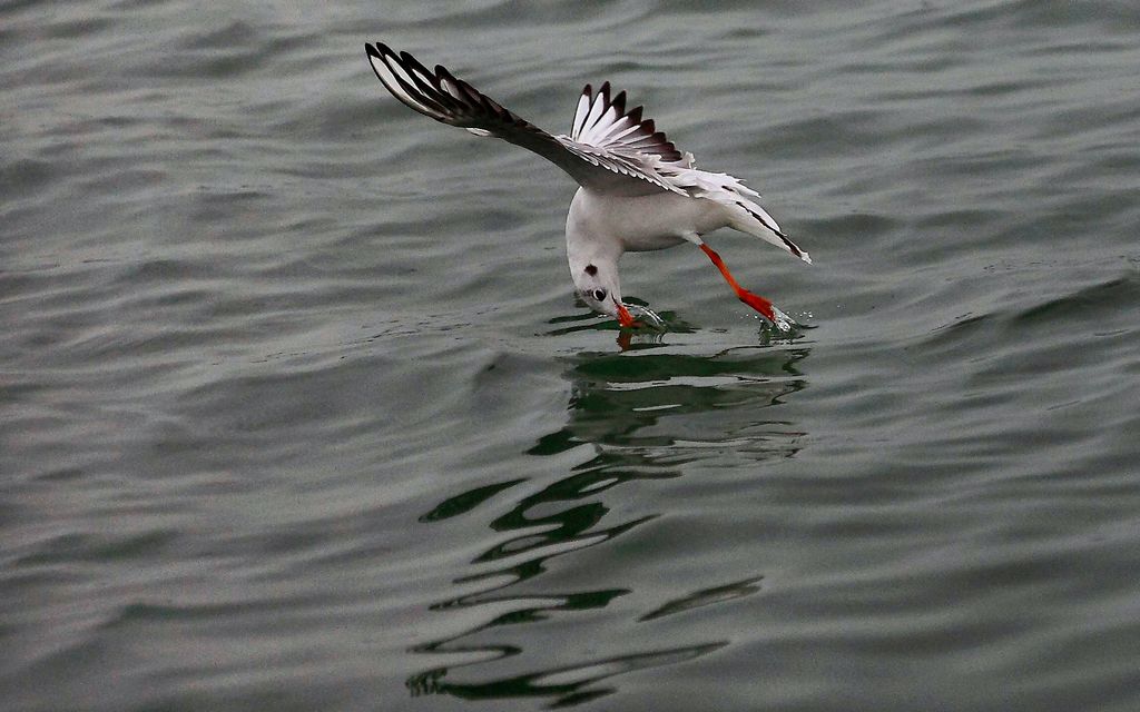 《海鸥捕泥鳅》2——点击放大 摄影 残月晓风