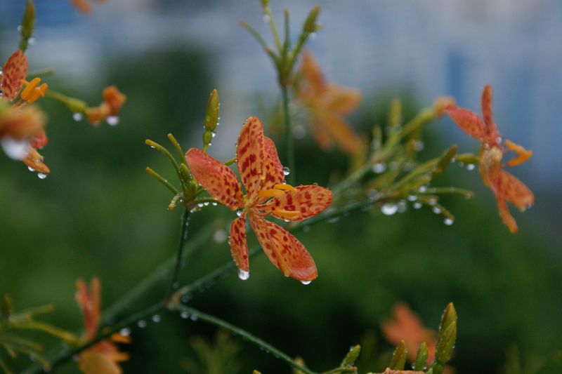 雨中花 摄影 英子的秋天