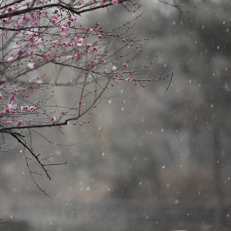 漫天飘雪映梅红 摄影 dacheng