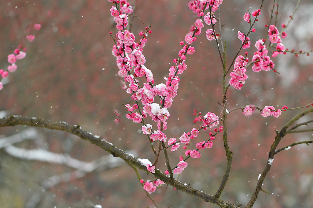 梅花欢喜漫天雪 摄影 九点差一刻