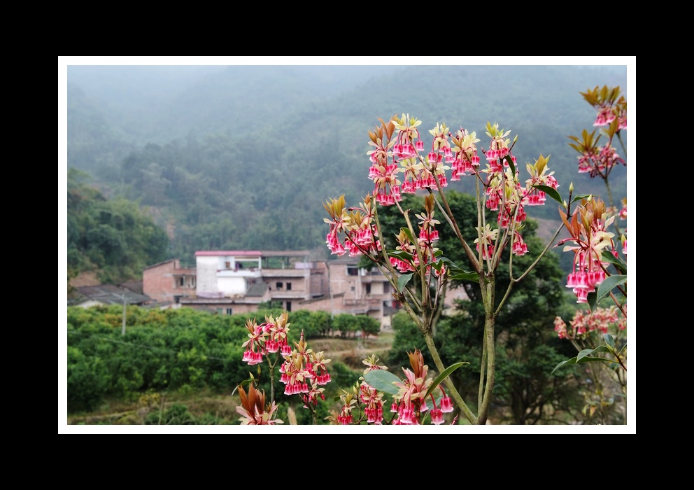 迎春花开 摄影 竹海大观