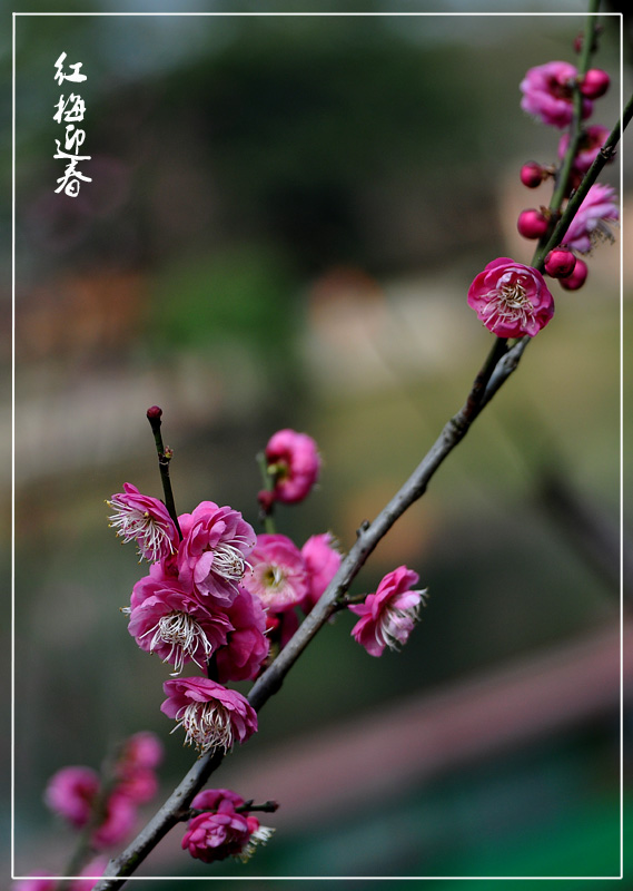 红梅迎春3 摄影 江岸孤峰