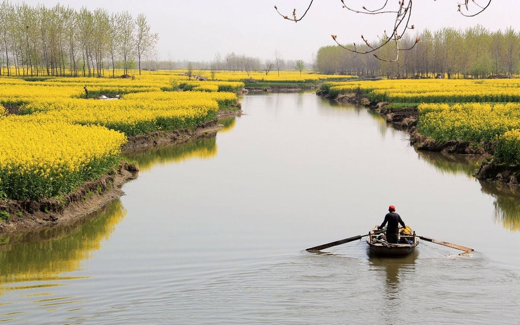 全国最美油菜花海—兴化千岛菜花春色美 摄影 薛宏金