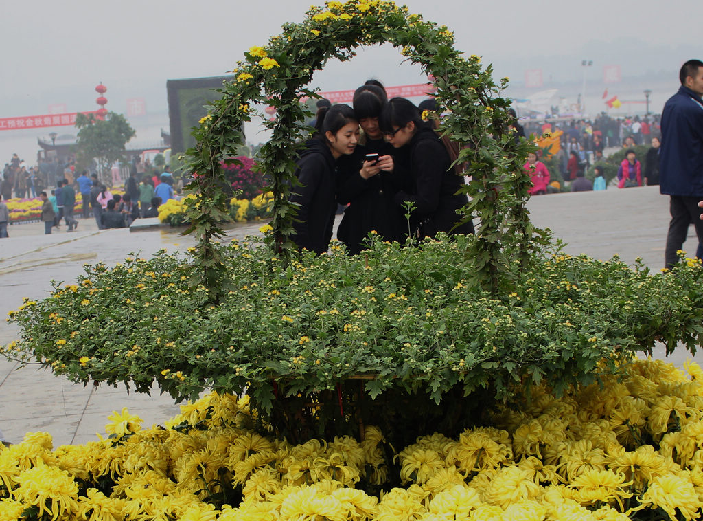 金秋赏菊47 摄影 gongmf