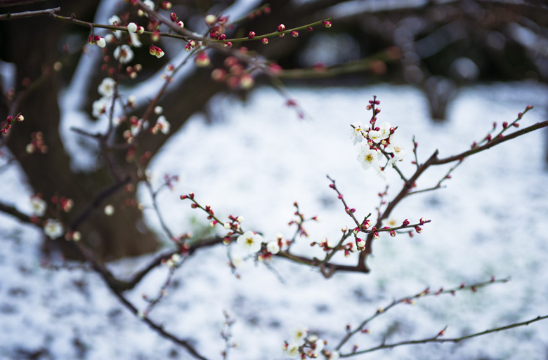 瑞雪 梅开 喜迎新年 摄影 艺韵