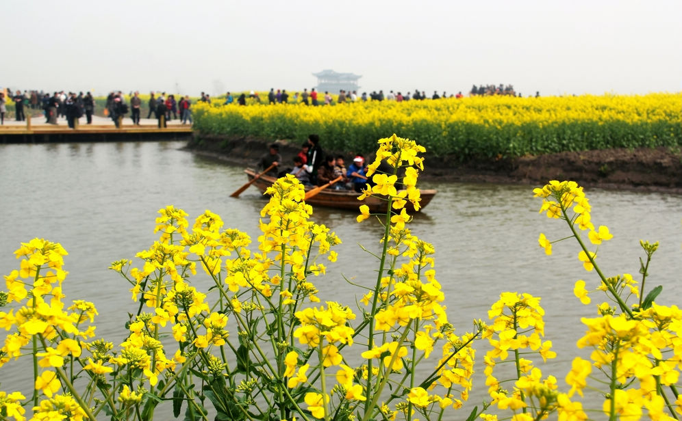 全国最美油菜花海—兴化千岛菜花春色美 摄影 薛宏金