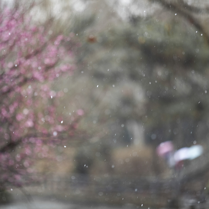 春节 摄影 dacheng