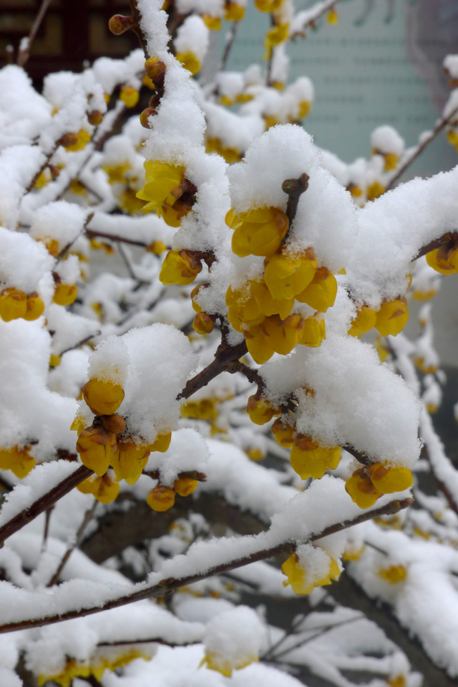 瑞雪挂腊梅技头梅更俏 摄影 老路人