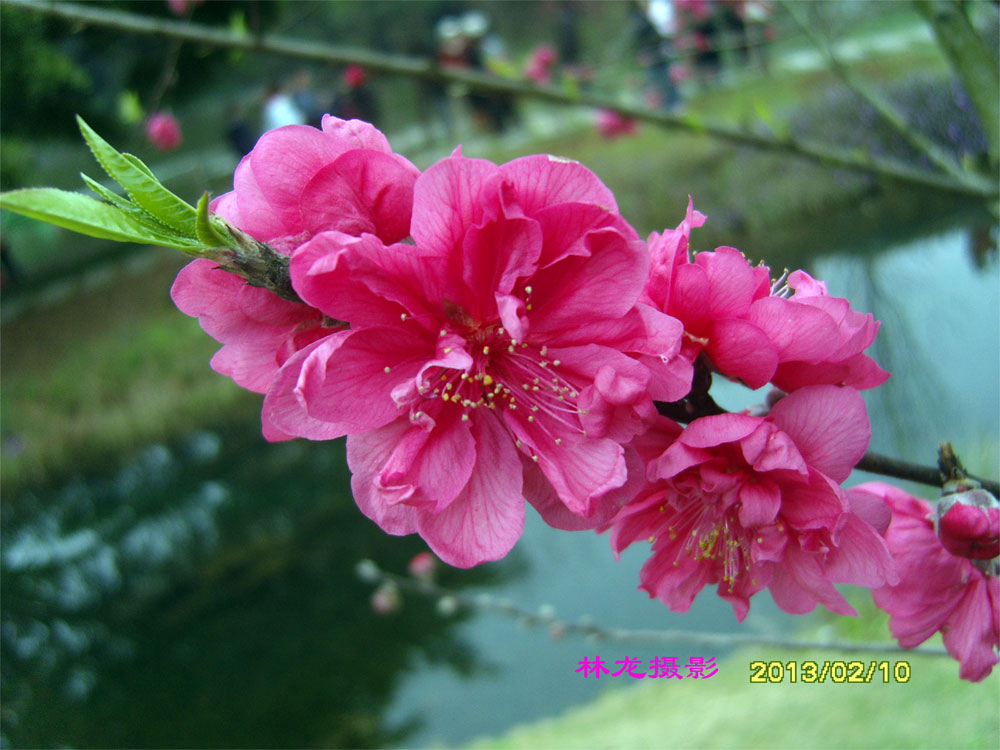 桃花 摄影 林龙89