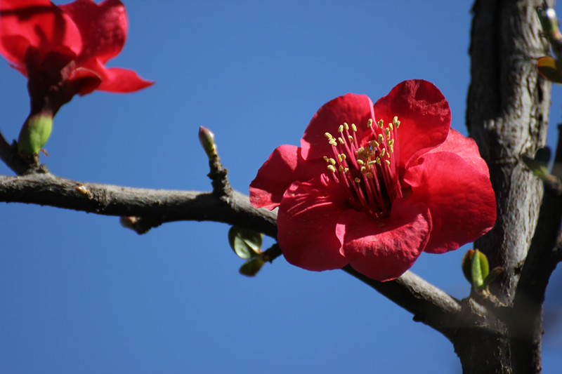 春暖花开迎新春《马本跃摄》 摄影 马旺仔