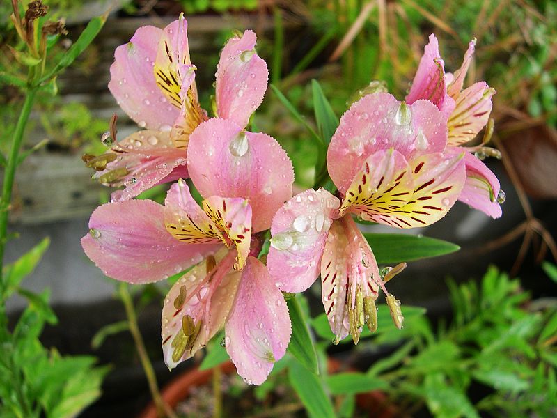 花儿 摄影 西风胡杨